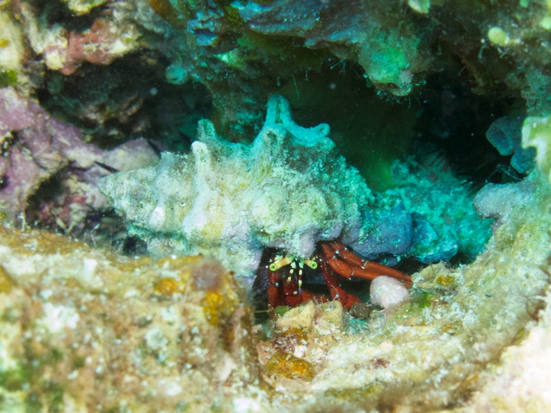 Red Reef Hermit Crab IMG_7671.jpg
